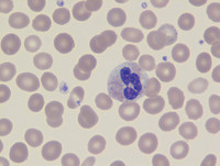 Neutrophil