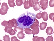 Monocyte - 1.