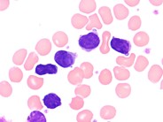 s-zary-cells-2