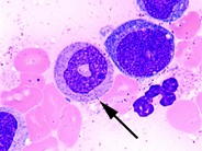 Rodent Cell - 1.