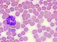 Rodent Cell - 2.