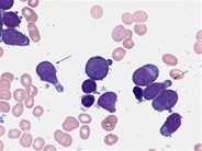 Hand mirror cells - 1.