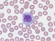 Monocyte - 1.