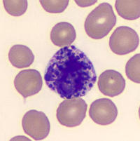 Basophil