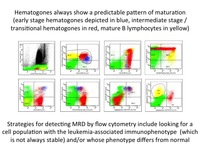 Hematogone maturation