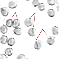 Test Atlas image by Dev team