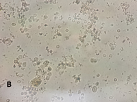 Test Image Set Bank KT 6