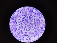 Test Set Image NEC SWS 1