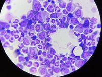 Test Set Image NEC SWS 2