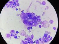 Test Set Image NEC SWS 3