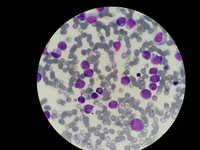 Test Atlas images for sanity check