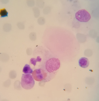 Test ATLAS IMAGE - Sanity