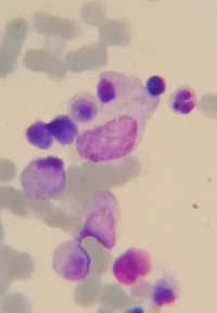 Test Image - Set Sanity 2