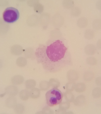 Single Image for Assign to Expert