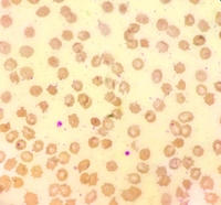 image to be published by ie admin