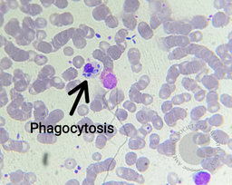 Phagocytosis of pathogens by a neutrophil