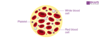 platelet image 1