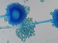 image set live issue 5