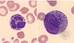 Harlequin cells