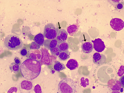 Howell-Jolly Body-Like Inclusions 3