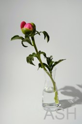 FIRST 5 IMAGES