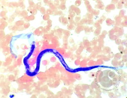 Hemoparasites