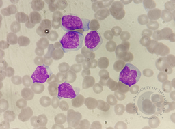 Blastoid cells