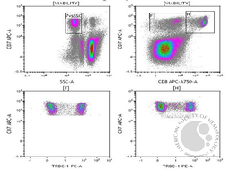 TRBC1 positive