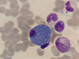 Mott Cell