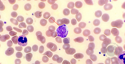 Basophil