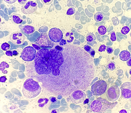 Megakaryocyte