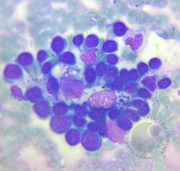 Twin Nurse cells