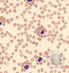 Neutrophil-erythrocyte rosette 1