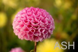 ATLAS IMG - PINK FLOWER